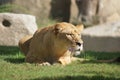 Katanga Lion - Panthera leo bleyenbergh