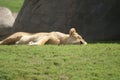 Katanga Lion - Panthera leo bleyenbergh