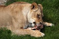 Katanga lion (Panthera leo bleyenberghi). Royalty Free Stock Photo