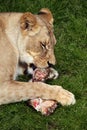 Katanga lion (Panthera leo bleyenberghi). Royalty Free Stock Photo