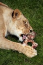 Katanga lion (Panthera leo bleyenberghi). Royalty Free Stock Photo