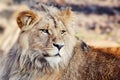 Katanga Lion Panthera Leo Bleyenberghi Head Closeup