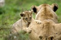 LION DE L`ANGOLA panthera leo bleyenberghi Royalty Free Stock Photo