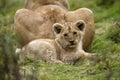 LION DE L`ANGOLA panthera leo bleyenberghi Royalty Free Stock Photo