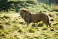 LION DE L`ANGOLA panthera leo bleyenberghi Royalty Free Stock Photo