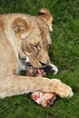 Katanga lion (Panthera leo bleyenberghi). Royalty Free Stock Photo
