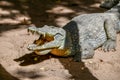 Katchikally Crocodile Pool in Gambia