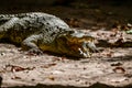 Katchikally Crocodile Pool in Gambia