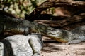 Katchikally Crocodile Pool in Gambia