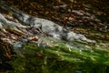 Katchikally Crocodile Pool in Gambia