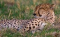 Sleeping cheetah.