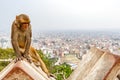 Kathmandu cityscape and rhesus monkey
