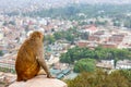 Kathmandu cityscape and rhesus monkey