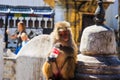 UNESCO World Heritage Site Swayambhunath Monkey Temple of Buddhists and Hindus in Kathmandu Nepal