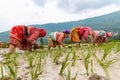 Happy Nepali/Asian farmers working in field