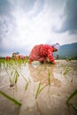 Happy Nepali/Asian farmers working in field