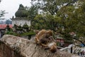 Kathmandu, Nepal, Pashupatinath Temple, Shiva, hinduism, religion, hindu temple, Bagmati river, cremation, ceremony