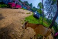 Kathmandu, Nepal, November 02, 2017: Close up of wild goat, at outdoor waking over a clay path in Jaipur, India, fish