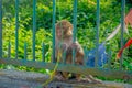 KATHMANDU, NEPAL OCTOBER 15, 2017: Family of monkeys sitting at outdoors with prayer flags near swayambhunath stupa