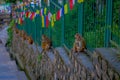 KATHMANDU, NEPAL OCTOBER 15, 2017: Family of monkeys sitting at outdoors with prayer flags near swayambhunath stupa