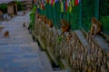 KATHMANDU, NEPAL OCTOBER 15, 2017: Family of monkeys sitting at outdoors with prayer flags near swayambhunath stupa