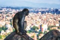 Kathmandu skyline and rooftop monkey Royalty Free Stock Photo