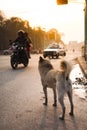 Kathmandu street dog