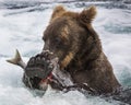 Katmai Brown Bear with a salmon Royalty Free Stock Photo
