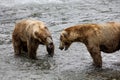 Katmai Brown Bears; Brooks Falls; Alaska Royalty Free Stock Photo