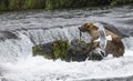 Katmai Brown Bears; Brooks Falls; Alaska Royalty Free Stock Photo
