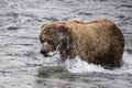 Katmai Brown Bears; Brooks Falls; Alaska Royalty Free Stock Photo