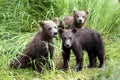 Katmai Brown Bears; Brooks Falls; Alaska; USA Royalty Free Stock Photo