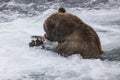 Katmai Brown Bears; Brooks Falls; Alaska; USA Royalty Free Stock Photo
