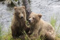 Katmai Brown Bears; Brooks Falls; Alaska; USA Royalty Free Stock Photo