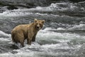 Katmai Brown Bears; Brooks Falls; Alaska; USA Royalty Free Stock Photo