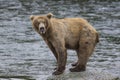 Katmai Brown Bears; Brooks Falls; Alaska; USA Royalty Free Stock Photo