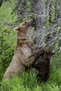 Katmai Brown Bears; Brooks Falls; Alaska; USA Royalty Free Stock Photo