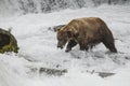 Katmai Brown Bears; Brooks Falls; Alaska; USA Royalty Free Stock Photo