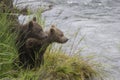 Katmai Brown Bears; Brooks Falls; Alaska; USA Royalty Free Stock Photo