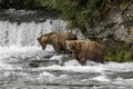 Katmai Brown Bears; Brooks Falls; Alaska; USA Royalty Free Stock Photo