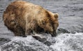 Katmai Brown Bears; Brooks Falls; Alaska; USA Royalty Free Stock Photo