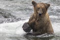 Katmai Brown Bears; Brooks Falls; Alaska; USA Royalty Free Stock Photo