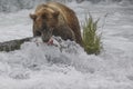 Katmai Brown Bears; Brooks Falls; Alaska; USA Royalty Free Stock Photo