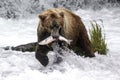 Katmai Brown Bears; Brooks Falls; Alaska; USA Royalty Free Stock Photo