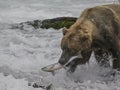 Katmai Brown Bears; Brooks Falls; Alaska; USA Royalty Free Stock Photo