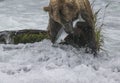 Katmai Brown Bears; Brooks Falls; Alaska; USA Royalty Free Stock Photo