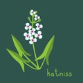 Katniss plant illustration Royalty Free Stock Photo