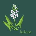 Katniss plant illustration