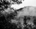 Misty rainy atmosphere Blue Mountains Katoomba National Park forest landscape day monochrome Royalty Free Stock Photo