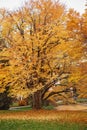 Katsura tree in autumn Royalty Free Stock Photo